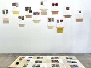 植物や自然素材から採取した色の布、植物の写真、フィールドノートなどが壁や床に展示された『Gathering Color from the Land』の展示風景